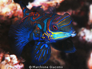 What tell me?
Nokon D200, 80 micro, twin strobo
Dumague... by Marchione Giacomo 
